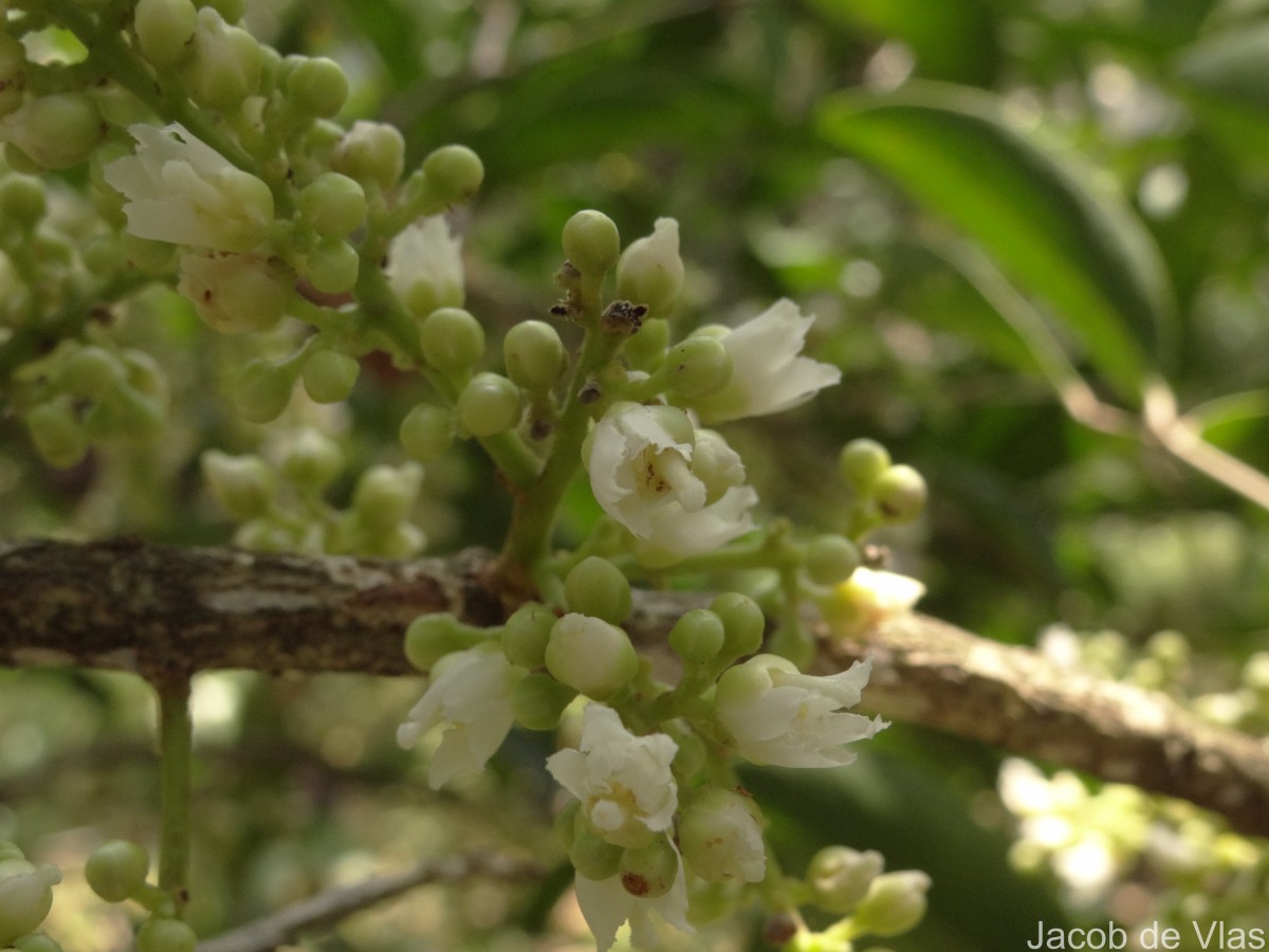 Lepisanthes tetraphylla var. tetraphylla (Vahl) Radlk.